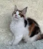 Мейн-Кун - Вся Беларусь - 257582 - Доска объявлений Kupika.by - Фото 2