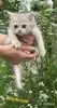 Кошки - Шотландские котята - Вся Беларусь - Фото 3 Шотландские котята - Вся Беларусь - 253914 - Доска объявлений Kupika.by - Фото 3