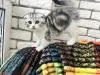 Шотландские котята - Вся Беларусь - 255748 - Доска объявлений Kupika.by