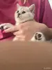Шотландский Котенок - Воропаево - 249884 - Доска объявлений Kupika.by - Фото 5