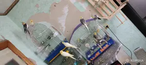 Семейство домашних кореллок