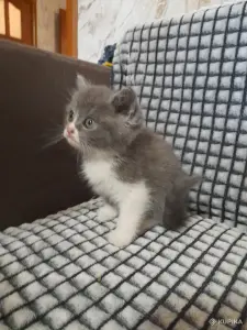 Шотландский котенок