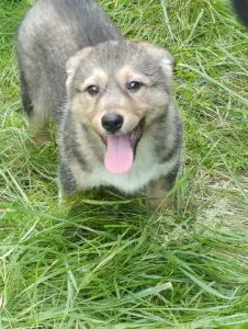 Щенок