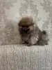 Собаки - Щенок померанского шпица - Вся Беларусь - Фото 4 Щенок померанского шпица - Вся Беларусь - 255885 - Доска объявлений Kupika.by - Фото 4