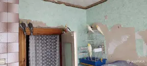 Семейство домашних кореллок