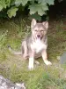 Щенок - Вся Беларусь - 255391 - Доска объявлений Kupika.by - Фото 4