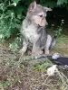 Щенки - Вся Беларусь - 254722 - Доска объявлений Kupika.by - Фото 8