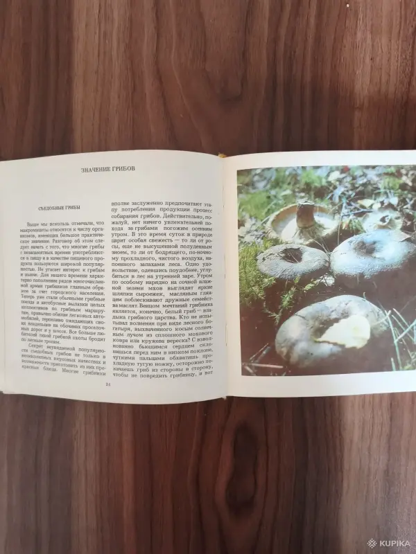 Книги, журналы - Книга. Макромицеты. Для грибников. - Вся Беларусь - Фото 2 Книга. Макромицеты. Для грибников. - Вся Беларусь - 254614 - Доска объявлений Kupika.by - Фото 2