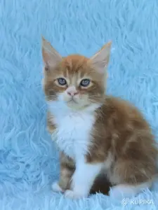 Мейн-кун котята