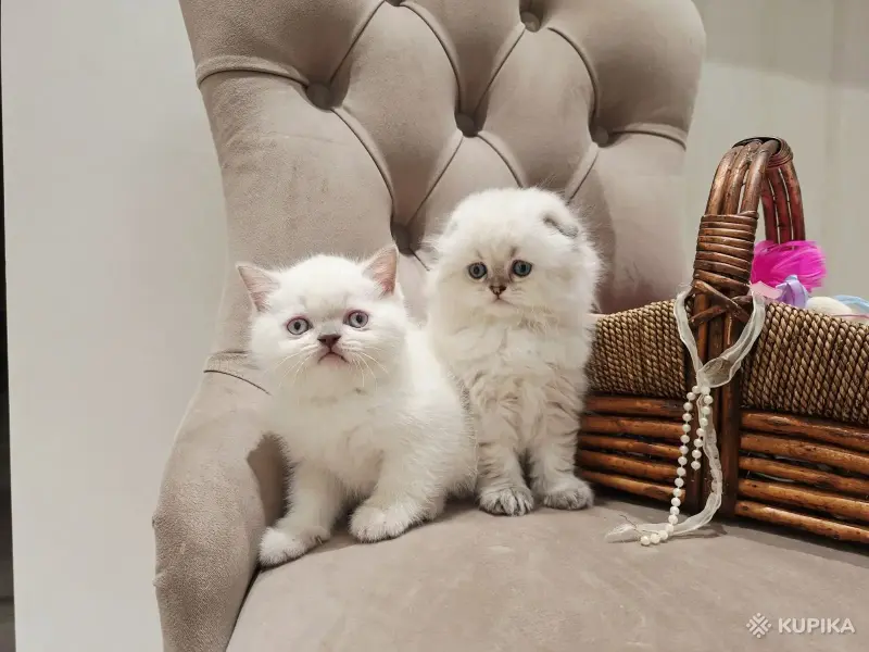 Кошки - Шотландские вислоухие плюшевые котята - Вся Беларусь - Фото 14 Шотландские вислоухие плюшевые котята - Вся Беларусь - 260597 - Доска объявлений Kupika.by - Фото 14