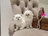 Кошки - Шотландские вислоухие плюшевые котята - Вся Беларусь - Фото 14 Шотландские вислоухие плюшевые котята - Вся Беларусь - 260597 - Доска объявлений Kupika.by - Фото 14