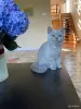 Кошки - Британский котенок - Вся Беларусь - Фото 3 Британский котенок - Вся Беларусь - 260033 - Доска объявлений Kupika.by - Фото 3