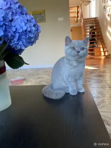 Британский котенок