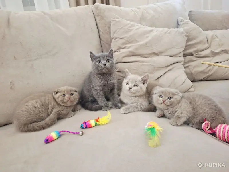 Кошки - Шотландские вислоухие плюшевые котята - Вся Беларусь Шотландские вислоухие плюшевые котята - Вся Беларусь - 260597 - Доска объявлений Kupika.by