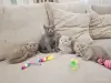 Кошки - Шотландские вислоухие плюшевые котята - Вся Беларусь Шотландские вислоухие плюшевые котята - Вся Беларусь - 260597 - Доска объявлений Kupika.by