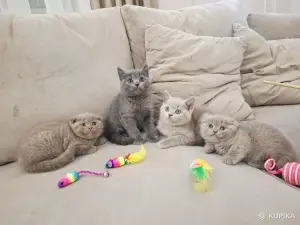 Шотландские вислоухие плюшевые котята