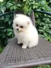 Собаки - Померанский шпиц, породный щенок- девочка! - Вся Беларусь - Фото 6 Померанский шпиц, породный щенок- девочка! - Вся Беларусь - 260687 - Доска объявлений Kupika.by - Фото 6