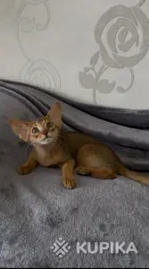 Абиссинский котёнок, девочка
