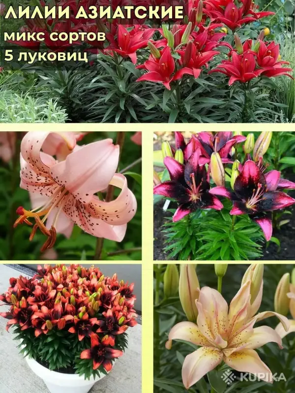 Луковицы лилий