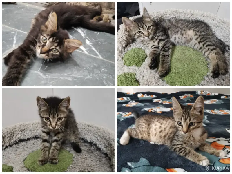 Кошки - Котята - Вся Беларусь Котята - Вся Беларусь - 259078 - Доска объявлений Kupika.by