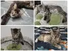 Кошки - Котята - Вся Беларусь Котята - Вся Беларусь - 259078 - Доска объявлений Kupika.by