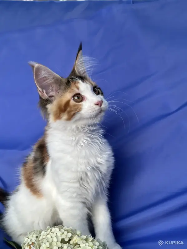 Кошки - Мейн-кун котята - Ельск - Фото 10 Мейн-кун котята - Ельск - 260680 - Доска объявлений Kupika.by - Фото 10