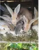 Кролики - Вся Беларусь - 259784 - Доска объявлений Kupika.by - Фото 3