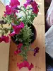 Другие товары для дома - Петуния - Вся Беларусь Петуния - Вся Беларусь - 257872 - Доска объявлений Kupika.by