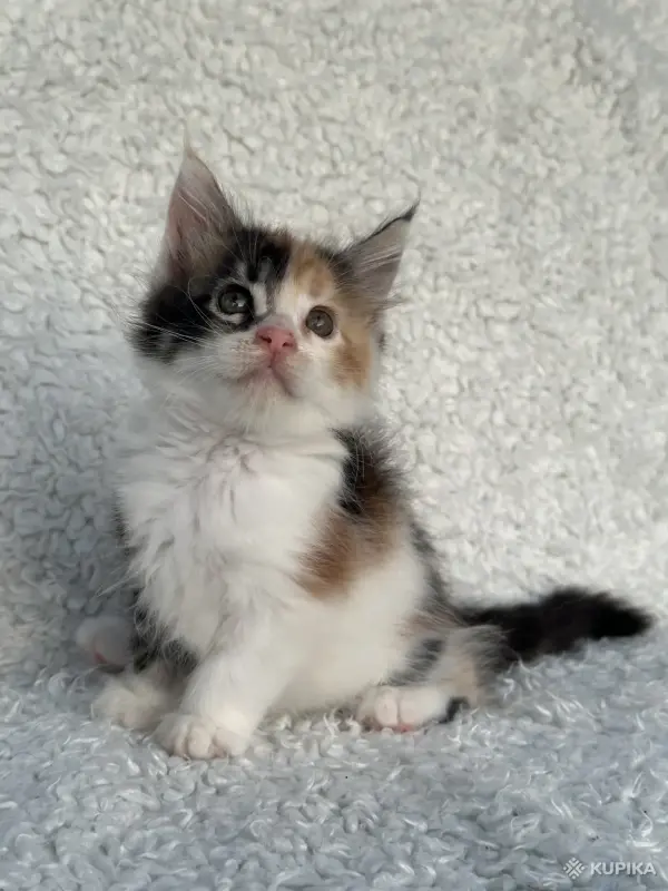 Кошки - Мейн-кун котята - Вся Беларусь - Фото 10 Мейн-кун котята - Вся Беларусь - 260346 - Доска объявлений Kupika.by - Фото 10