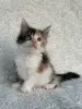 Кошки - Мейн-кун котята - Вся Беларусь - Фото 10 Мейн-кун котята - Вся Беларусь - 260346 - Доска объявлений Kupika.by - Фото 10