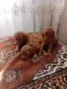 Собаки - Щенки пуделя - Вся Беларусь - Фото 4 Щенки пуделя - Вся Беларусь - 258691 - Доска объявлений Kupika.by - Фото 4