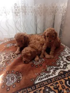 Щенки пуделя