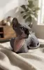 Кошки - Канадского сфинксак Классический Двэльф Бамбино - Крупки - Фото 2 Канадского сфинксак Классический Двэльф Бамбино - Крупки - 260767 - Доска объявлений Kupika.by - Фото 2