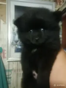 Собаки