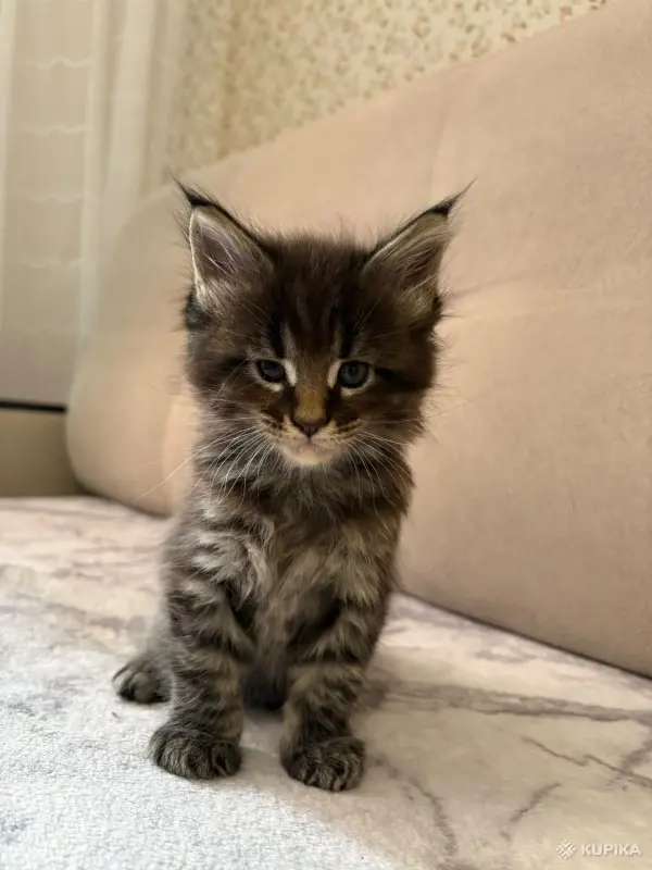 Котята породы Мейн кун - Вся Беларусь - 259786 - Доска объявлений Kupika.by - Фото 4