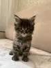 Котята породы Мейн кун - Вся Беларусь - 259786 - Доска объявлений Kupika.by - Фото 4