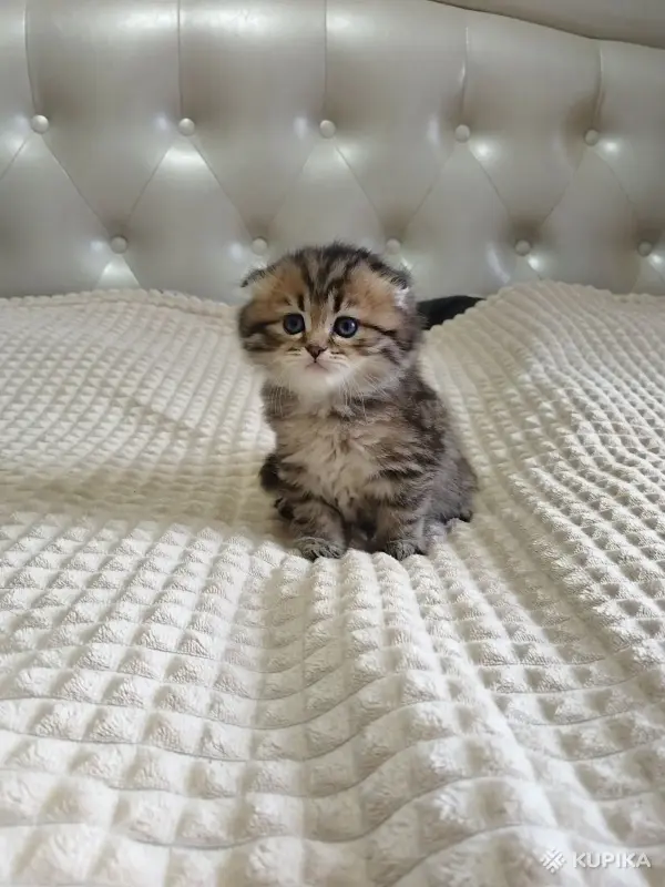 Кошки - Шотландский котенок - Вся Беларусь Шотландский котенок - Вся Беларусь - 260101 - Доска объявлений Kupika.by