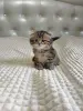 Кошки - Шотландский котенок - Вся Беларусь Шотландский котенок - Вся Беларусь - 260101 - Доска объявлений Kupika.by
