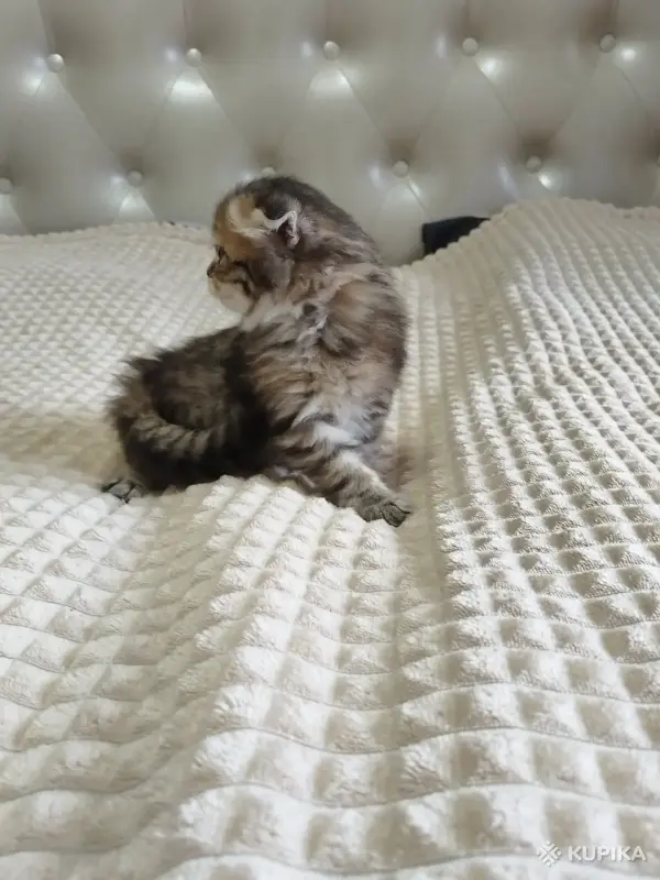 Кошки - Шотландский котенок - Вся Беларусь - Фото 4 Шотландский котенок - Вся Беларусь - 260101 - Доска объявлений Kupika.by - Фото 4
