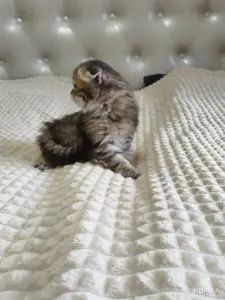 Шотландский котенок