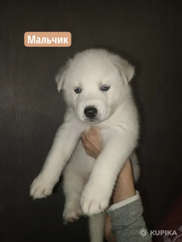 Щенки - Уречье - 259065 - Доска объявлений Kupika.by - Фото 4