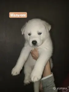 Щенки