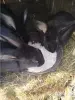 Кролики - Вся Беларусь - 259784 - Доска объявлений Kupika.by - Фото 2