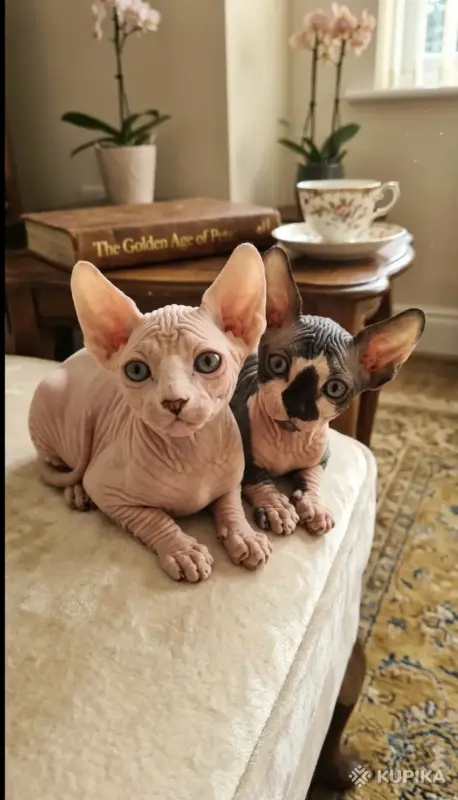 Кошки - Канадский сфинкс Белоснежные котята - Вся Беларусь - Фото 7 Канадский сфинкс Белоснежные котята - Вся Беларусь - 260768 - Доска объявлений Kupika.by - Фото 7