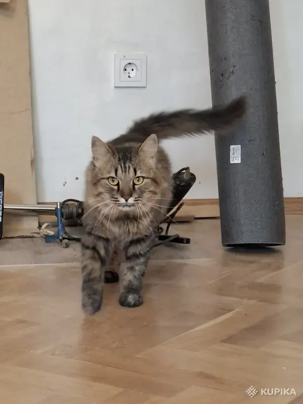 Кастрированный котик в добрые руки - Вся Беларусь - 258214 - Доска объявлений Kupika.by - Фото 2