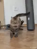 Кастрированный котик в добрые руки - Вся Беларусь - 258214 - Доска объявлений Kupika.by - Фото 2