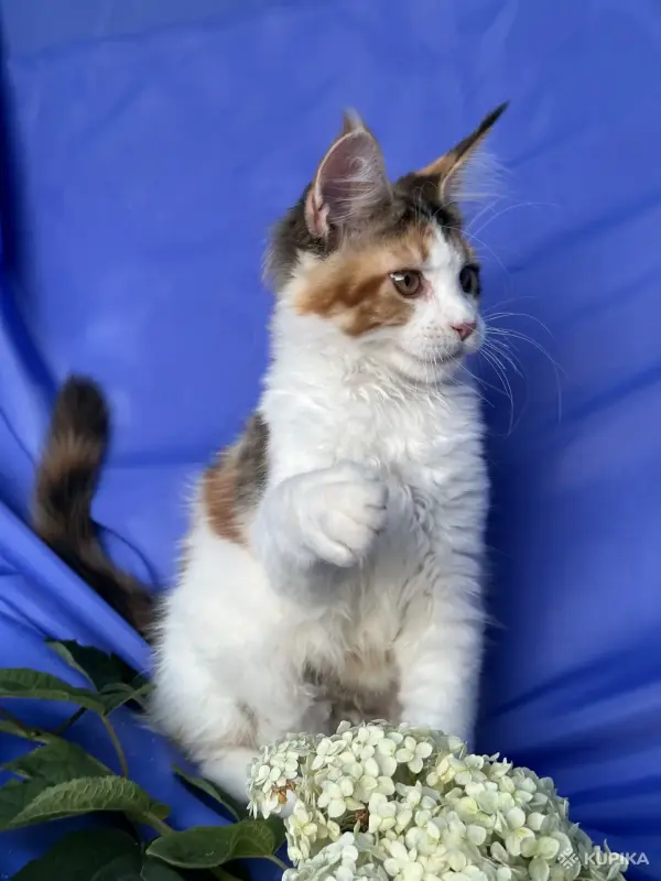 Кошки - Мейн-кун котята - Ельск - Фото 11 Мейн-кун котята - Ельск - 260680 - Доска объявлений Kupika.by - Фото 11
