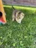 Кошки - Шотландские котята - Вся Беларусь - Фото 4 Шотландские котята - Вся Беларусь - 259777 - Доска объявлений Kupika.by - Фото 4