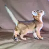 Абиссинские котята — грация и интеллект в вашем доме - Вся Беларусь - 259378 - Доска объявлений Kupika.by