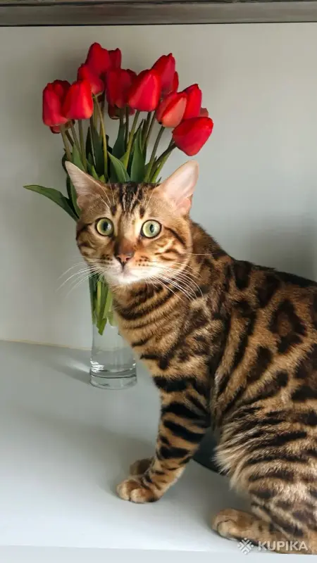 Вязка бенгальского кота - Вся Беларусь - 259362 - Доска объявлений Kupika.by - Фото 2